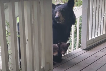 他和黑熊變成麻吉！　幾天後　熊爸帶著寶寶出現：「帶我家小孩來給你看看！」